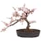 15" Potted Cherry Blossom Bonsai Silk Tree